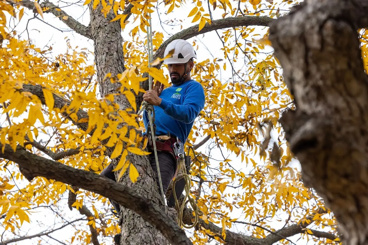Skilled Dead Tree Removal crew working in Liberty